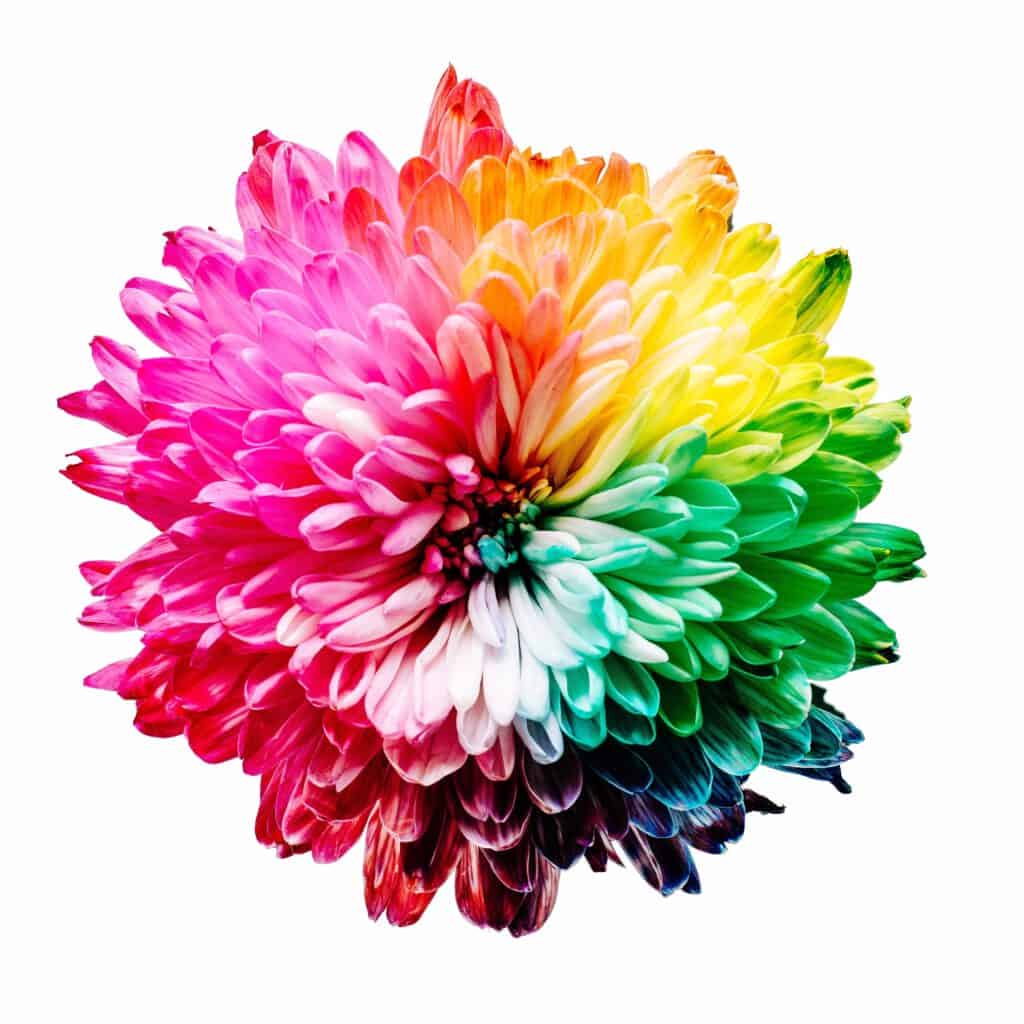 A mum flower with its petals dyed rainbow colours